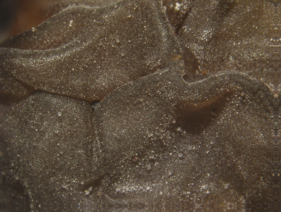 Tre tipi di funghi, quali?